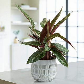 Ceramica Calathea - Magicstar