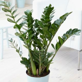 Zamioculcas zamiifolia