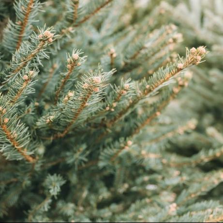 alberi di natale naturali in un mercato agricolo primo piano su un fuoco selettivo del ramo di pino, copia spazio