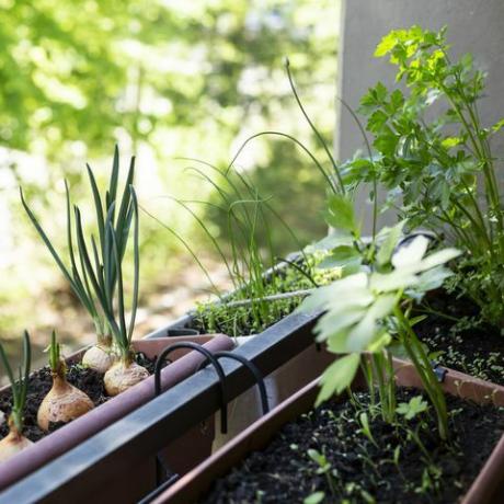 verdura che cresce sul balcone