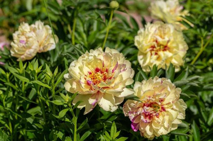 ibridi di paeonia itoh 