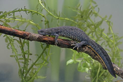 Tritone dal ciuffo grande, Triturus cristatus