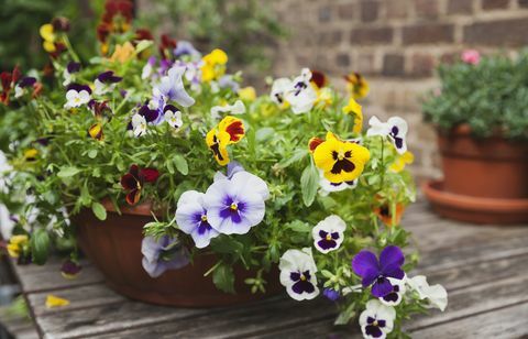 viola sul tavolo da giardino in fioriera