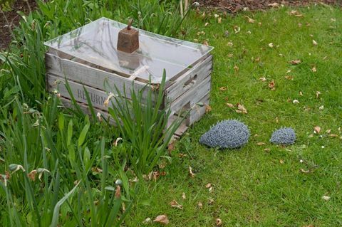 Il primo giardino permanente di Hedgehog Street nel Regno Unito è stato presentato a RHS Harlow Carr, nello Yorkshire del Nord.