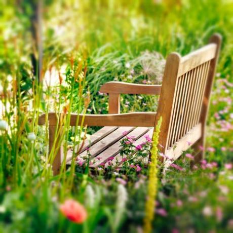 Panchina in legno in un giardino di fiori selvatici. Composizione quadrata.