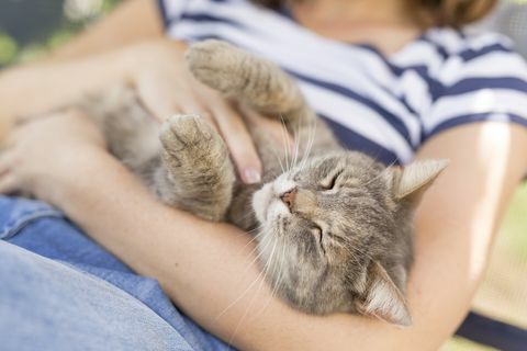 gatto soriano tra le braccia di donna