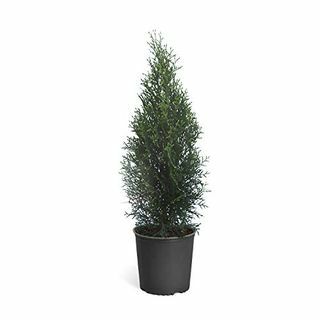 Albero sempreverde Arborvitae verde smeraldo