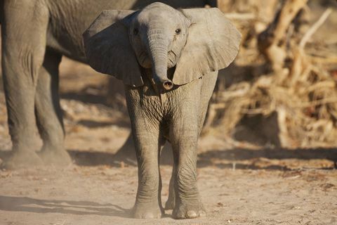 cucciolo di elefante