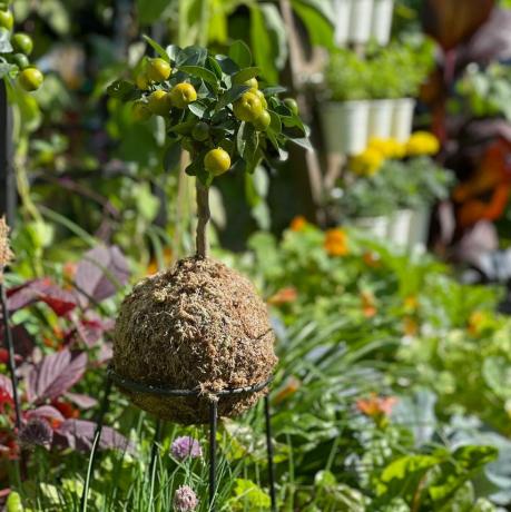 she grows veg get up and grow commestible garden, allotment zone hampton court palace garden festival 2021