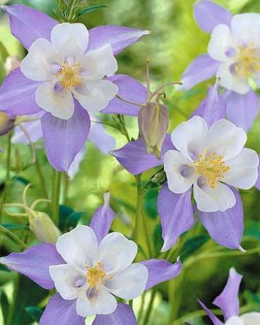 Aquilegia cerulea