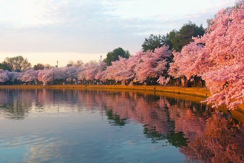 Ciliegi in fiore intorno al bacino di marea a Washington D.C.