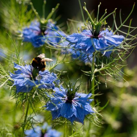 nigella damascena che cresce in un giardino inglese un'ape è atterrata su un fiore