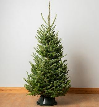 7ft Premium Cut albero di Natale reale | Fraser Abete