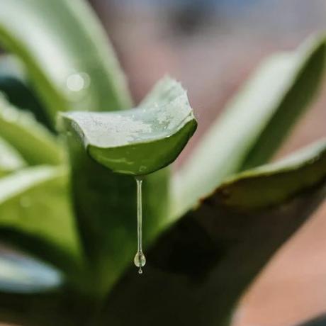 gel vegetale di aloe vera