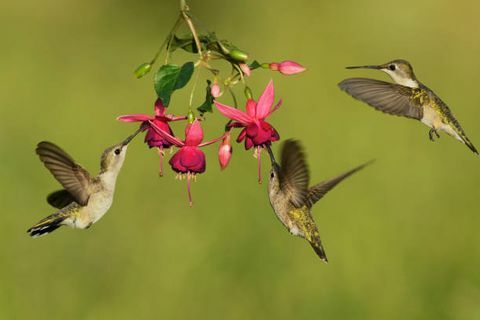 Black Hummingbird colibrì archilochus alexandri femmine nutrono di fioritura fucsia, paese di collina, texas, stati uniti d'america