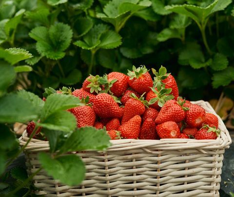 lavori di giardinaggio per la raccolta di fragole di giugno