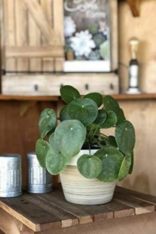 Coin Plant (Pilea)