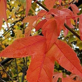 Acer Buergerianum Acero tridente