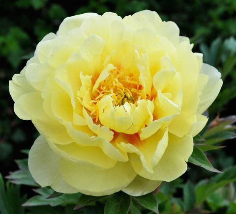 peonie