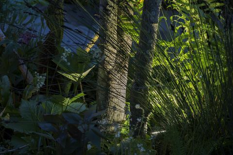 Chelsea Flower Show - Il ritorno al giardino naturale di Kate Middleton la sera, illuminazione Philips