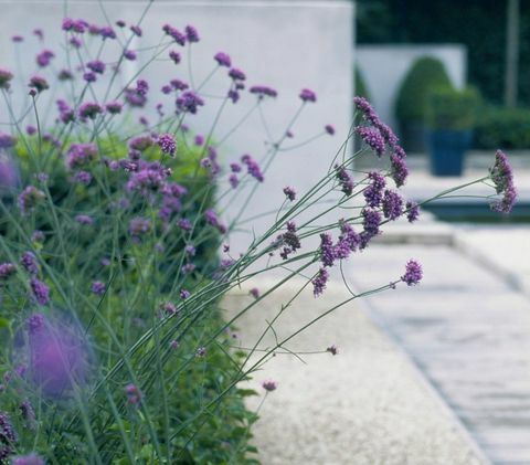 contemporanea-garden-design-verbena