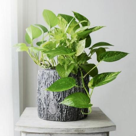 pothos d'oro o epipremnum aureum alla finestra della camera da letto di casa e del giardino