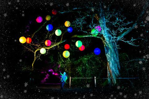 Natale incantato al National Arboretum di Westonbirt Glos dal 29 novembre al 22 dicembre