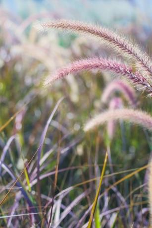 campo di erba di grano selvatico natura sfondo