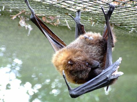 Pipistrello appeso a testa in giù