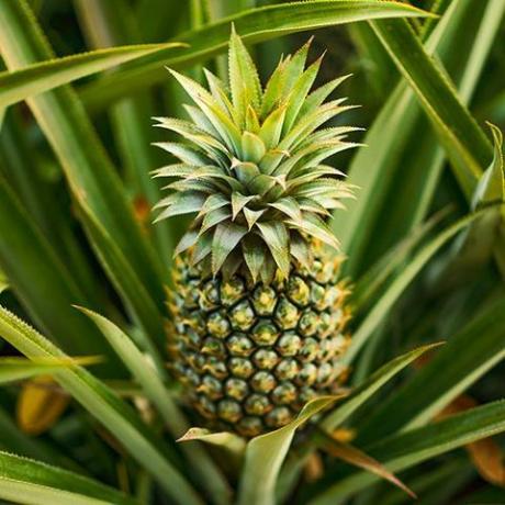 Pianta commestibile dell'ananas dell'interno - Ananas comosus