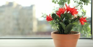 bellissima pianta di schlumbergera in fiore natale o cactus del ringraziamento in vaso sul davanzale della finestra spazio per il testo
