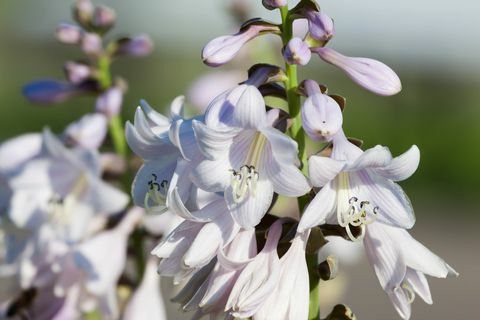 Suggerimenti per il giardinaggio di Mary Berry