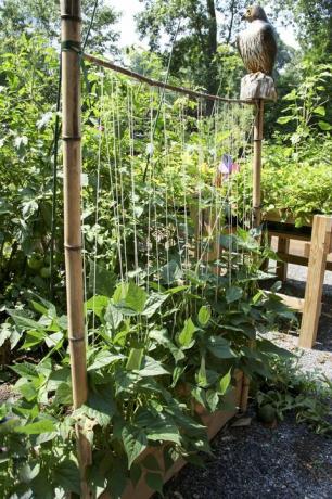 Traliccio di fagioli in un giardino