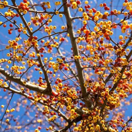 Close up dei numerosi piccoli frutti del melo ornamentale giapponese malus toringo in Germania nel freddo novembre, quando l'albero non ha già foglie