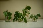 La guida definitiva alla cura e alla crescita delle piante di filodendro