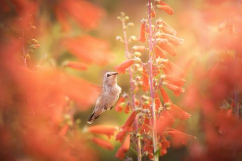 una femmina colibrì nero in volo, che raccoglie il nettare dai fiori cardinali
