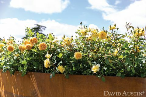 david austin, installazione arcobaleno di rose, mostra floreale del palazzo di rhs hampton court, luglio 2021