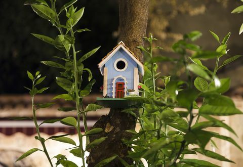 Bird House Sull'albero