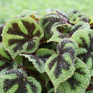 Begonia massonica