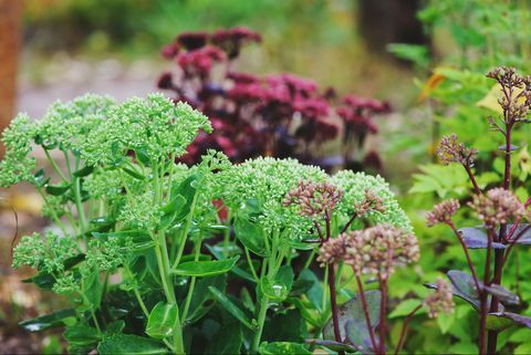 piante di confine, vari hylotelephium spectabile sedum piantati insieme nel giardino estivo viola imperatore, brillante e matrona sedum