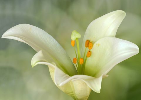 Lilium candidum o Madonna Lily, è una pianta del genere Lilium, uno dei veri gigli. È originario dei Balcani e dell'Asia occidentale.