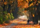 Fogliame di autunno del vicolo dell'acero