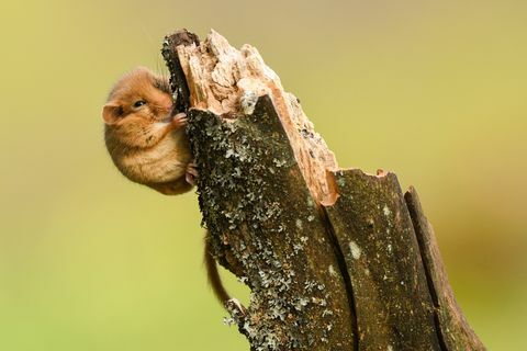 Hazel Ghiro / Muscardinus avellanarius