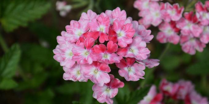 piante da aiuola, aiuole estive di verbena rosa