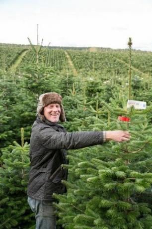 Waitrose vende alberi di Natale giganti da 9 piedi mentre si prepara per il giorno più intenso delle vendite di alberi