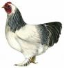 Video di pollo gigante - Brahma Rooster