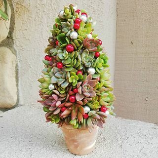 Succulento albero di Natale in vaso