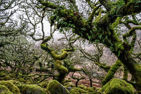 Wistman's Wood, Devon, Inghilterra