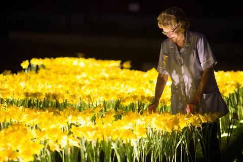 Narciso giardino per Marie Curie