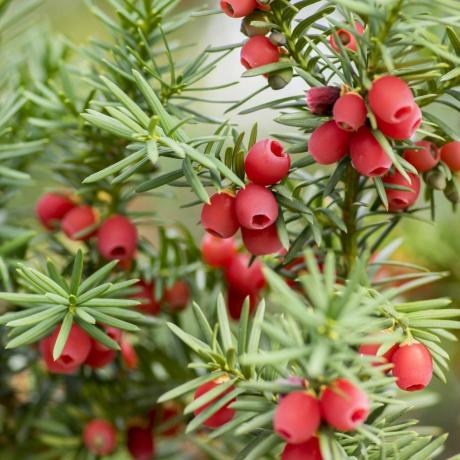 taxus baccata tasso europeo è un arbusto di conifere con bacche rosse mature velenose e amare